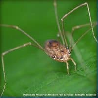 Daddylongleg Spiders - Control, Extermination, Removal